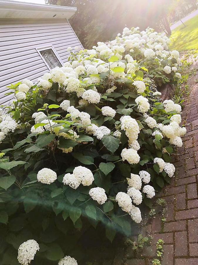 Lily'S Garden Charlottetown Exterior foto